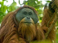 World’s rarest great ape ‘doomed to extinction’ in Indonesia 