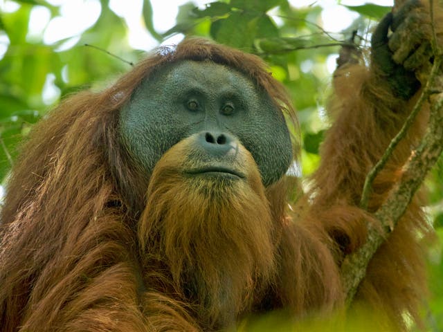A flanged adult male Tapanuli orangutan in the Batang Toru Forest, their only known habitat, in North Sumatra