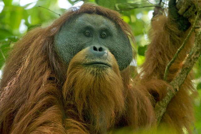 A flanged adult male Tapanuli orangutan in the Batang Toru Forest, their only known habitat, in North Sumatra