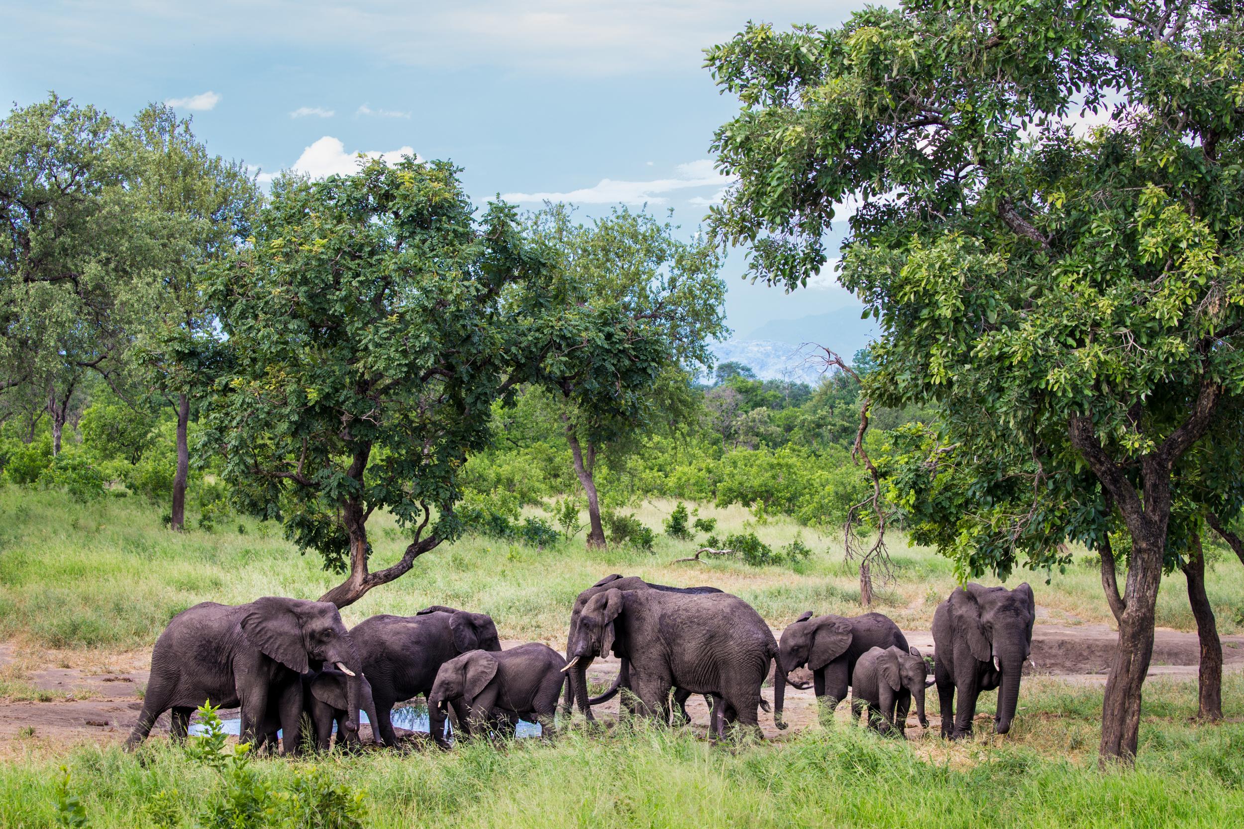Meet elephants at Majete National Park in Malawi