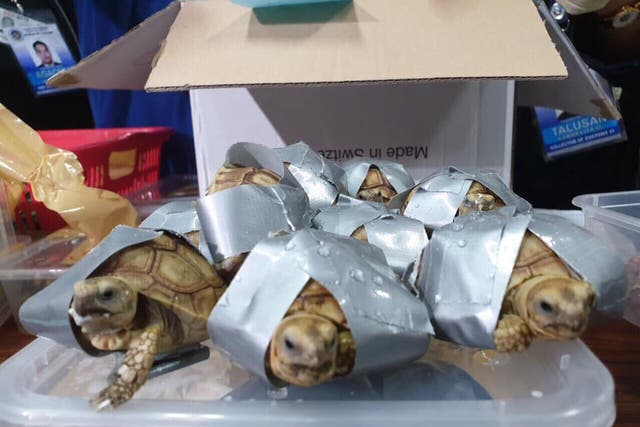 Turtles were found wrapped in duct tape