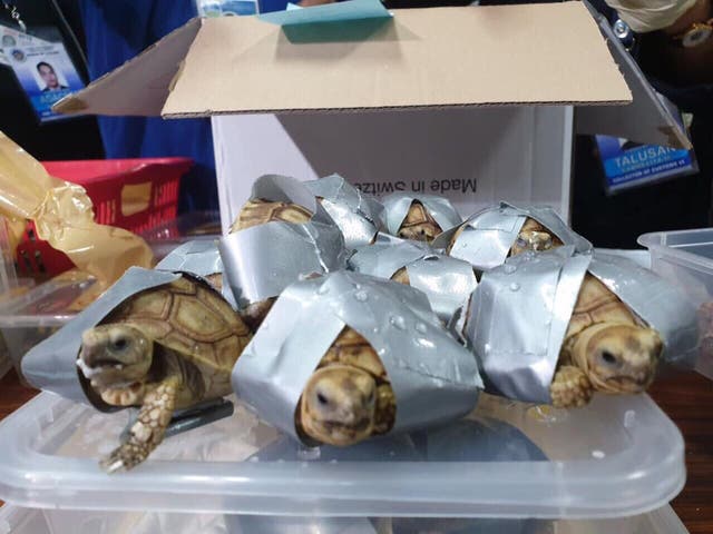 Turtles were found wrapped in duct tape