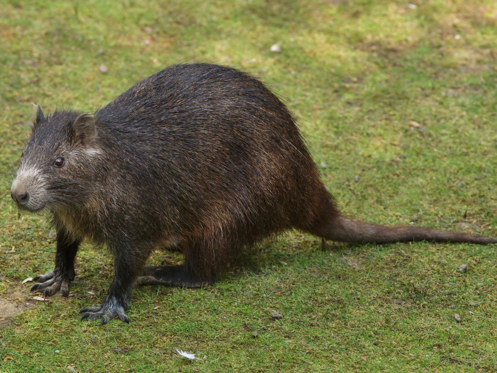 The closest living relative of the newly discovered species is Desmarest's hutia, endemic to Cuba