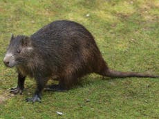Three new mammal species discovered in Cayman Islands
