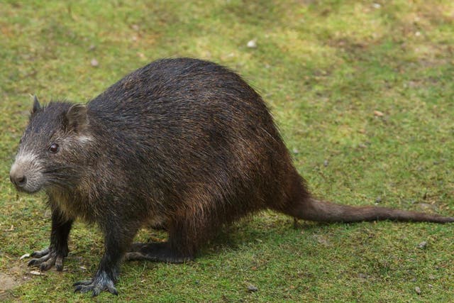 The closest living relative of the newly discovered species is Desmarest's hutia, endemic to Cuba