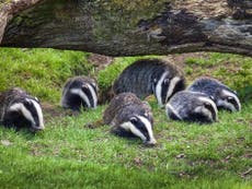Badger cull may actually make TB spread worse, scientists warn