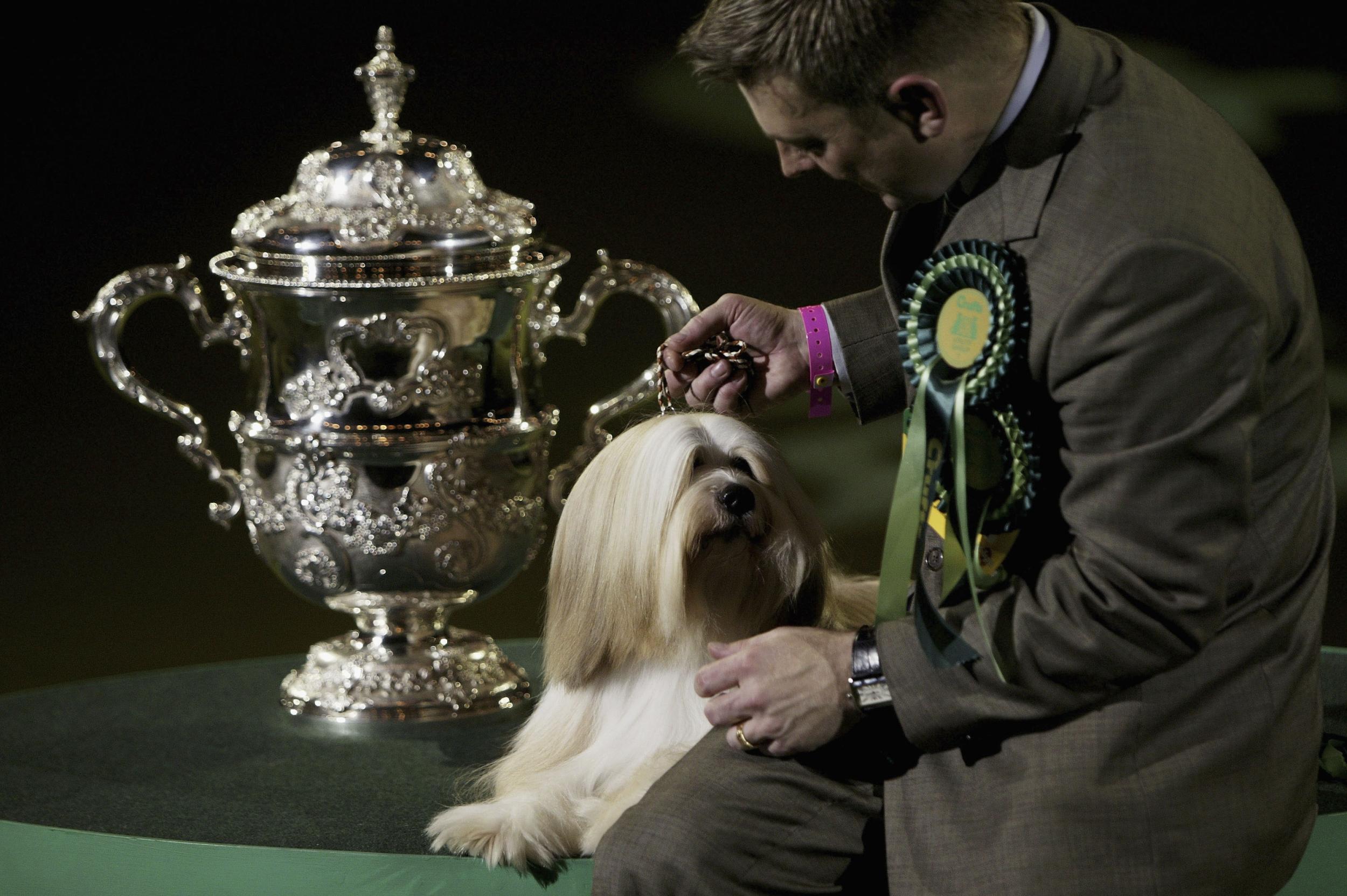 tibetan terrier crufts 2019