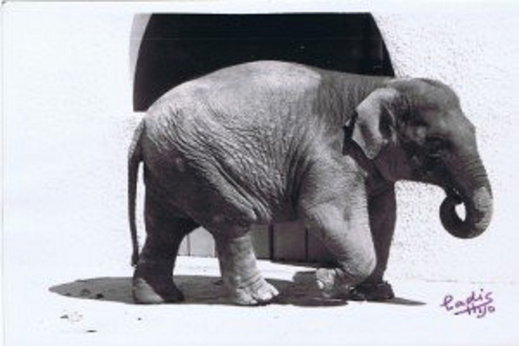 Female Asian elephant Flavia has died after spending 43 years living alone at Cordoba Zoo in southern Spain.
