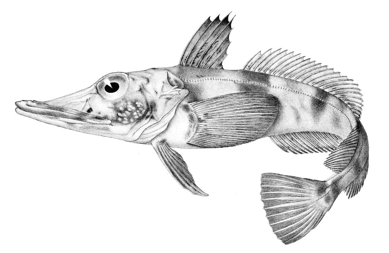 The Antarctic blackfin icefish held on in a hostile environment