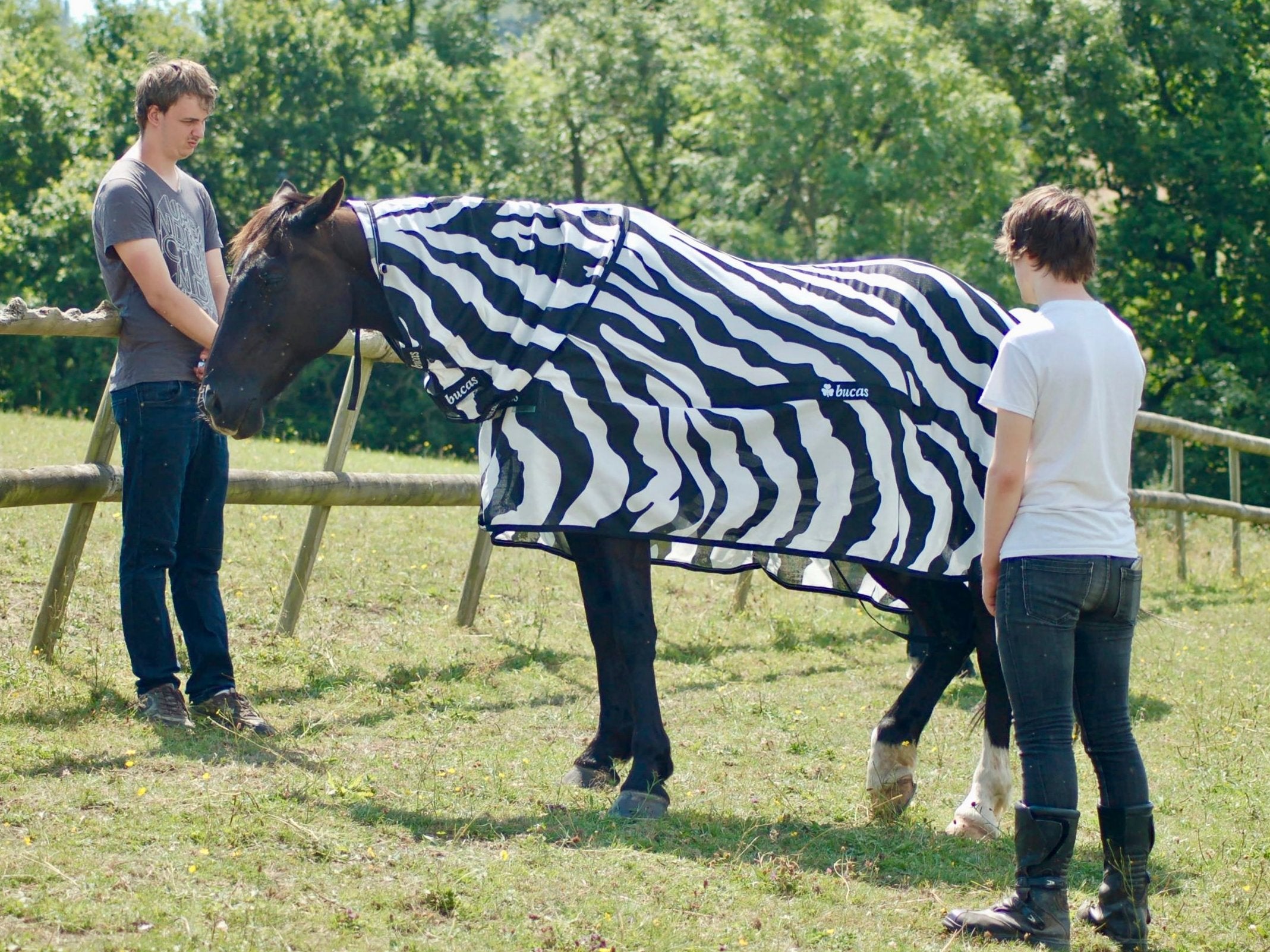 A horse in zebra print at a farm near Bristol