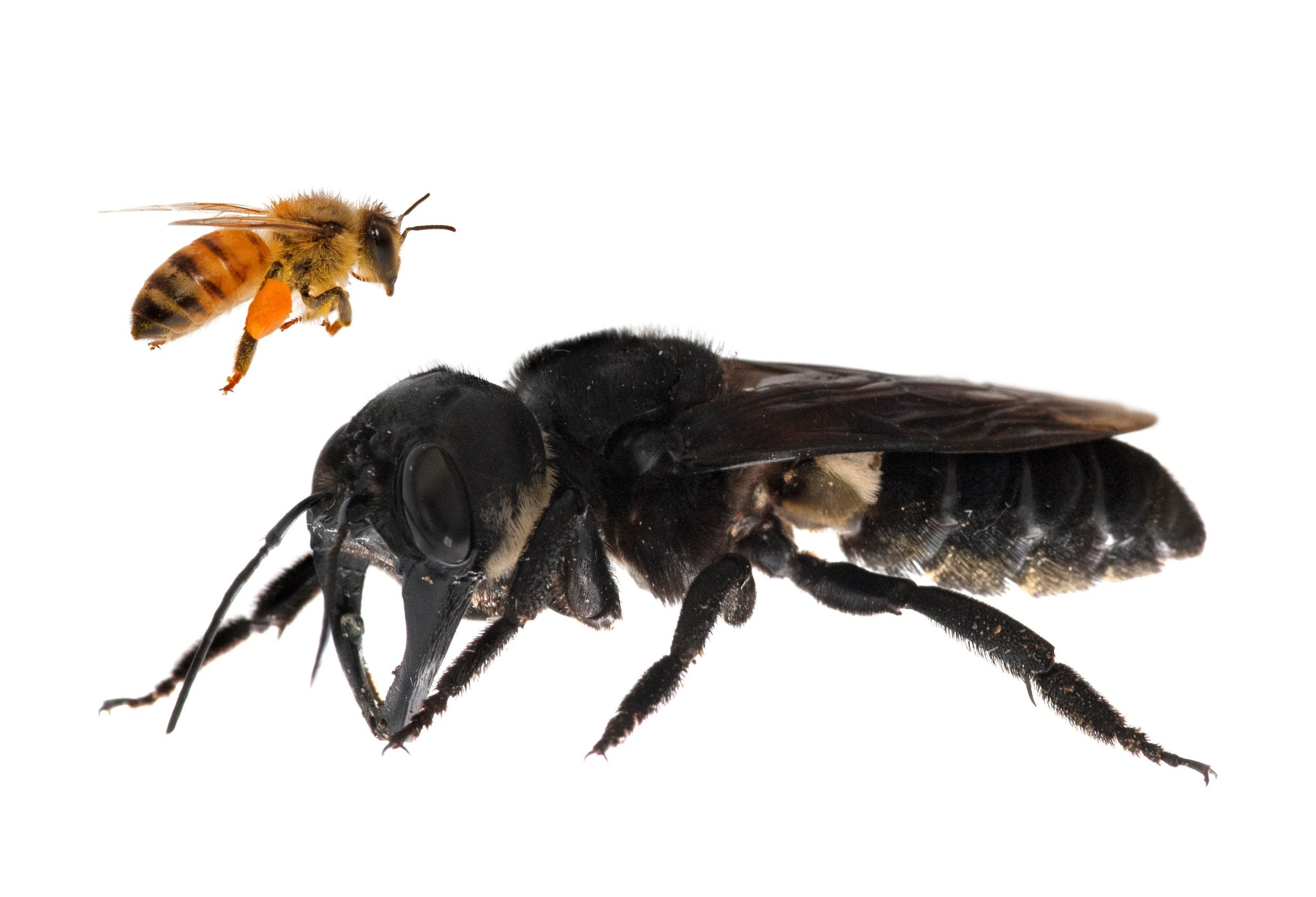 Back from the dead: Wallace’s Giant Bee