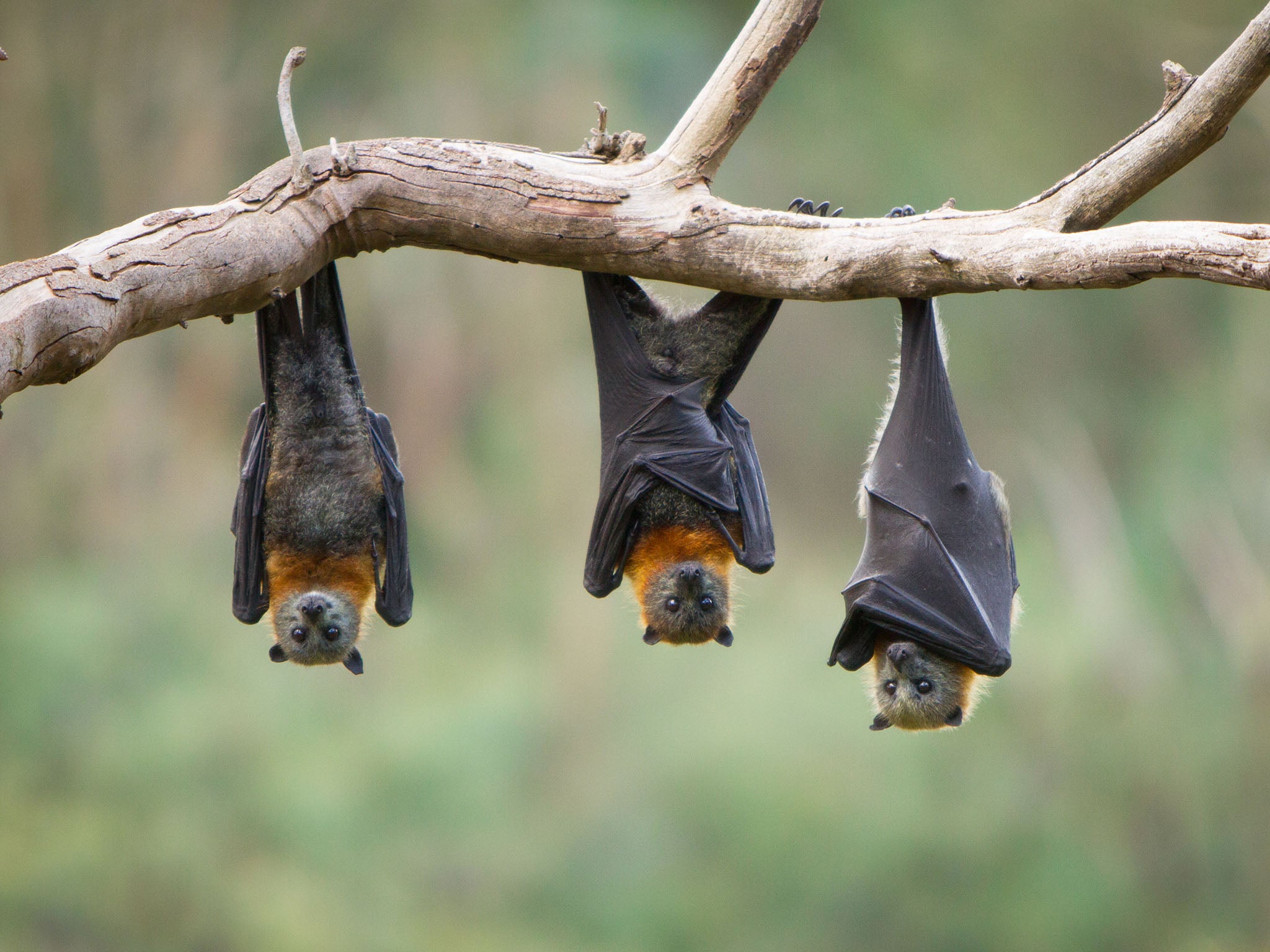 Bats make up 20 per cent of all known mammals