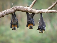 Bat flu can now spread to humans, scientists say