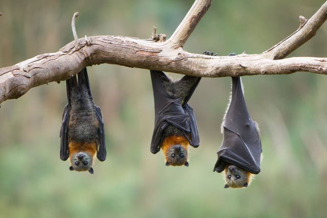 Bats make up 20 per cent of all known mammals