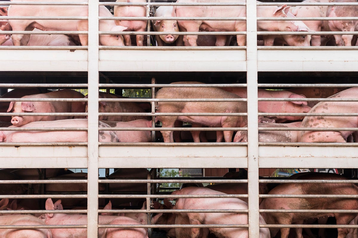 Eating animals isn't wrong, but the mass exploitation of them is | The ...