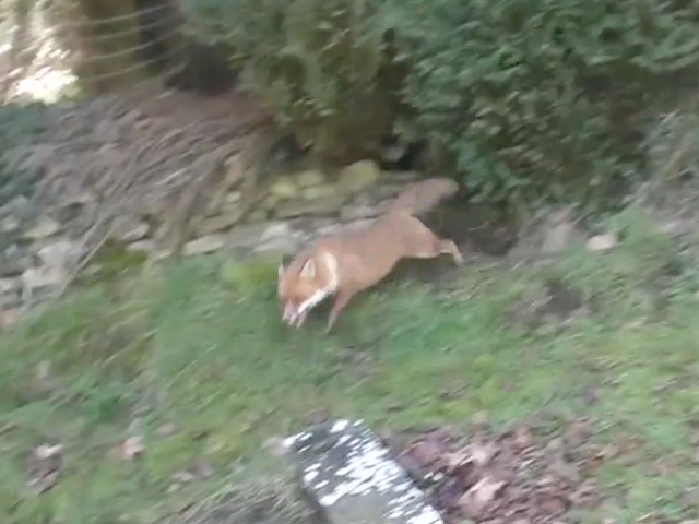 The fox flees from the hounds, running across a churchyard and into open countryside