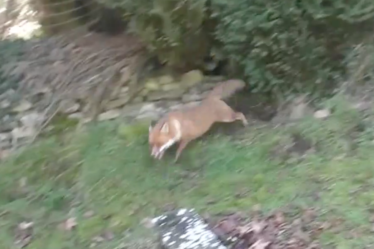 Hunt filmed chasing new mother fox through graveyard | The Independent ...