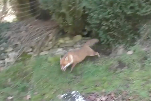 The fox flees from the hounds, running across a churchyard and into open countryside
