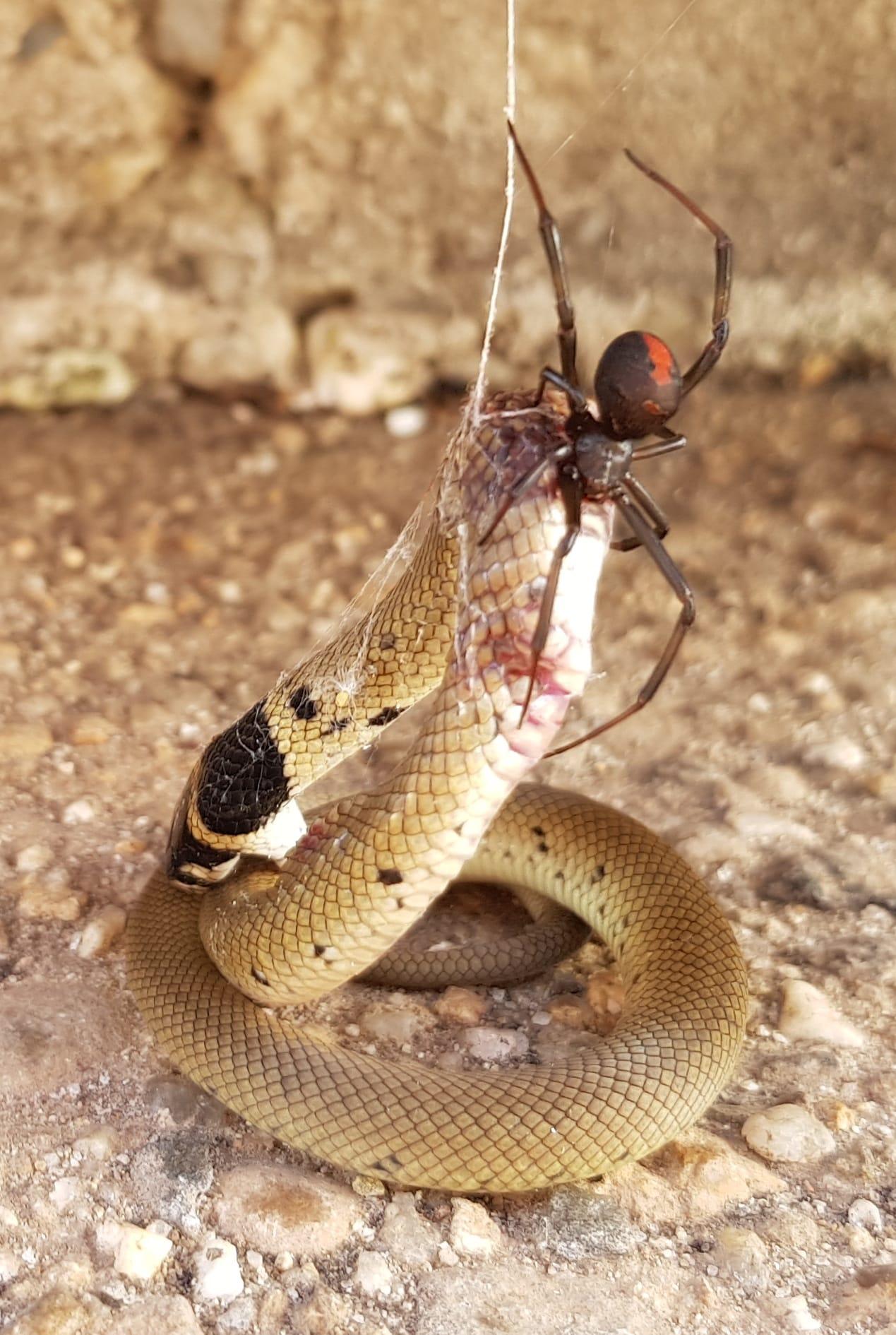 A Redback Spider killed and ate a Eastern Brown snake in Australia (Robyn McLennan)