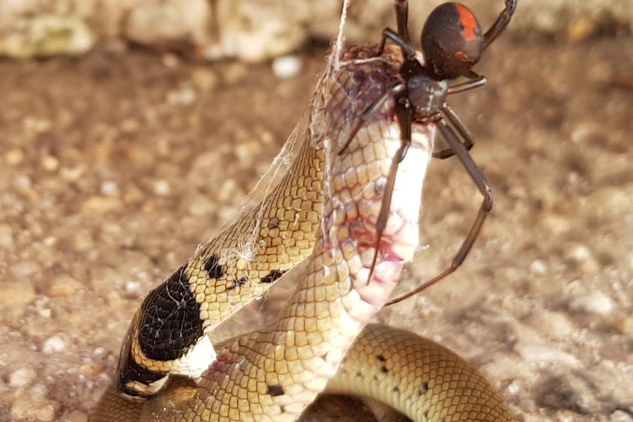 Photos show 'ambitious' Redback spider eating deadly snake in