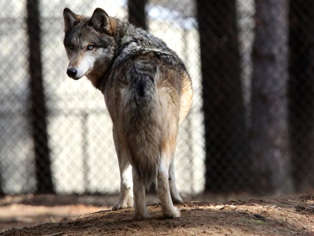 Grey wolves received protections under the Endangered Species Act in 1975 after their populations dwindled in US