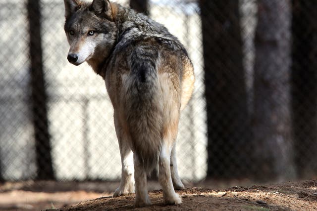 Grey wolves received protections under the Endangered Species Act in 1975 after their populations dwindled in US