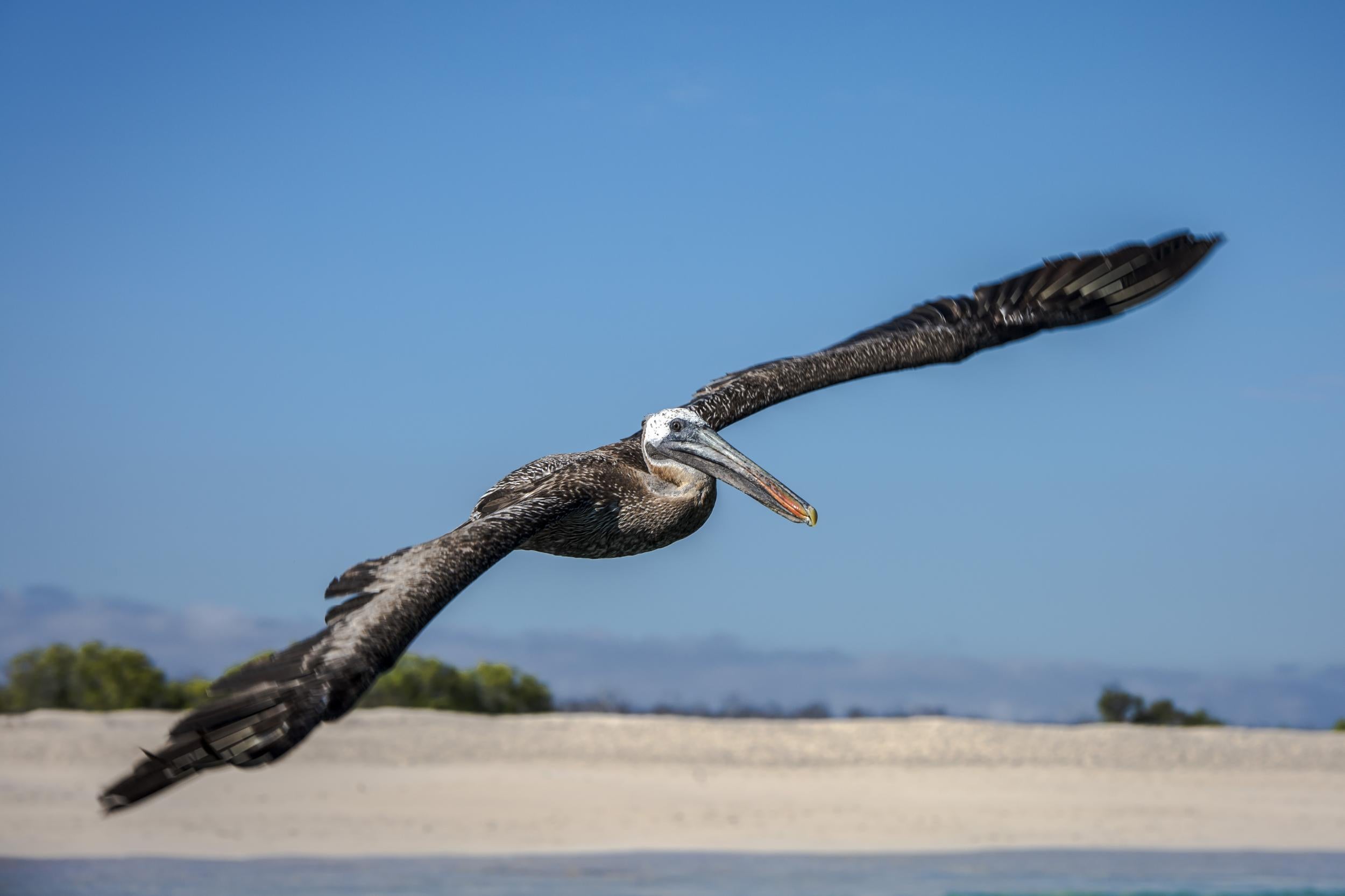 Cruise the Galapagos for unbeatable wildlife sightings