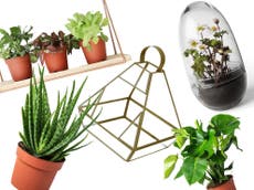 8 best house plants, hanging planters and terrariums