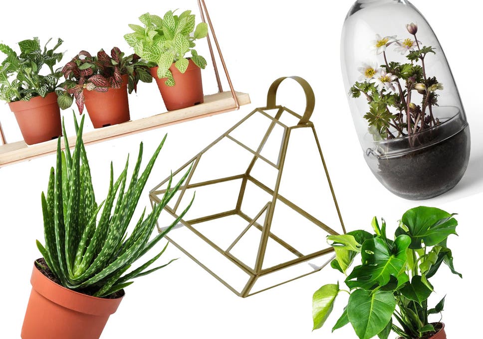 8 Best House Plants Hanging Planters And Terrariums The Independent