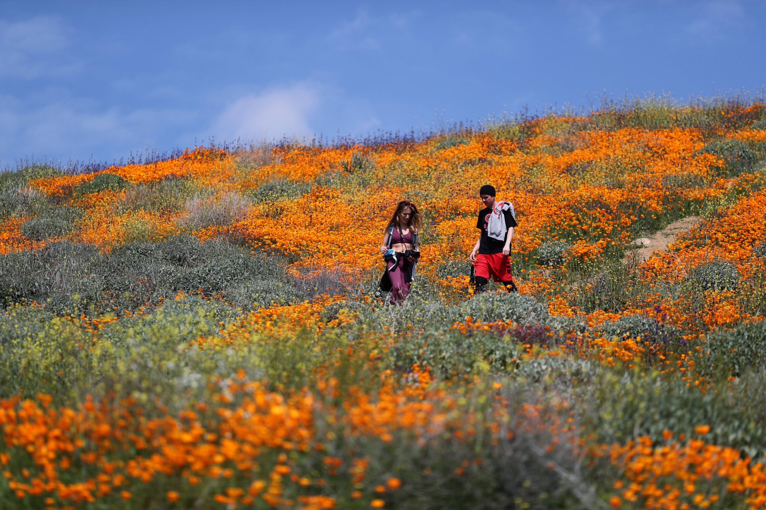 Southern California's Anza-Borrego desert is covered in swathes of colourful wildflowers after weeks of heavy rains