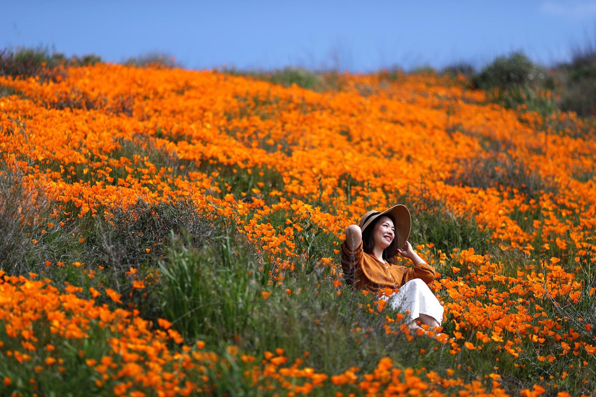 Î‘Ï€Î¿Ï„Î­Î»ÎµÏƒÎ¼Î± ÎµÎ¹ÎºÏŒÎ½Î±Ï‚ Î³Î¹Î± California declares public safety crisis after 50,000 touristsâ€™ arrival to see wildflowers