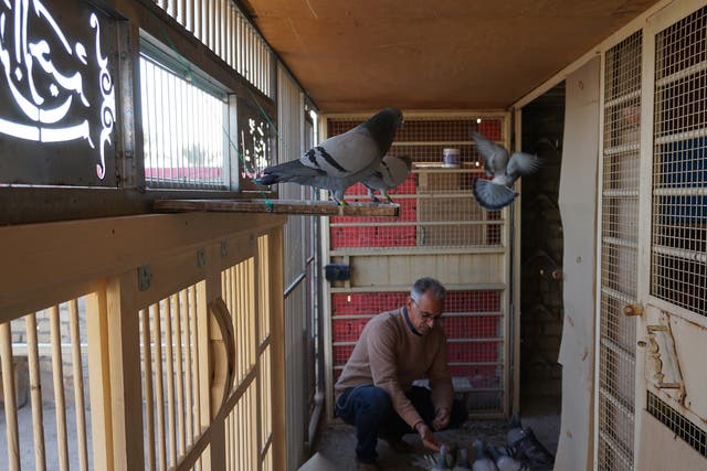 Khadim Hamid tends to some of his 50 pigeons in his loft in a leafy part of Baghdad