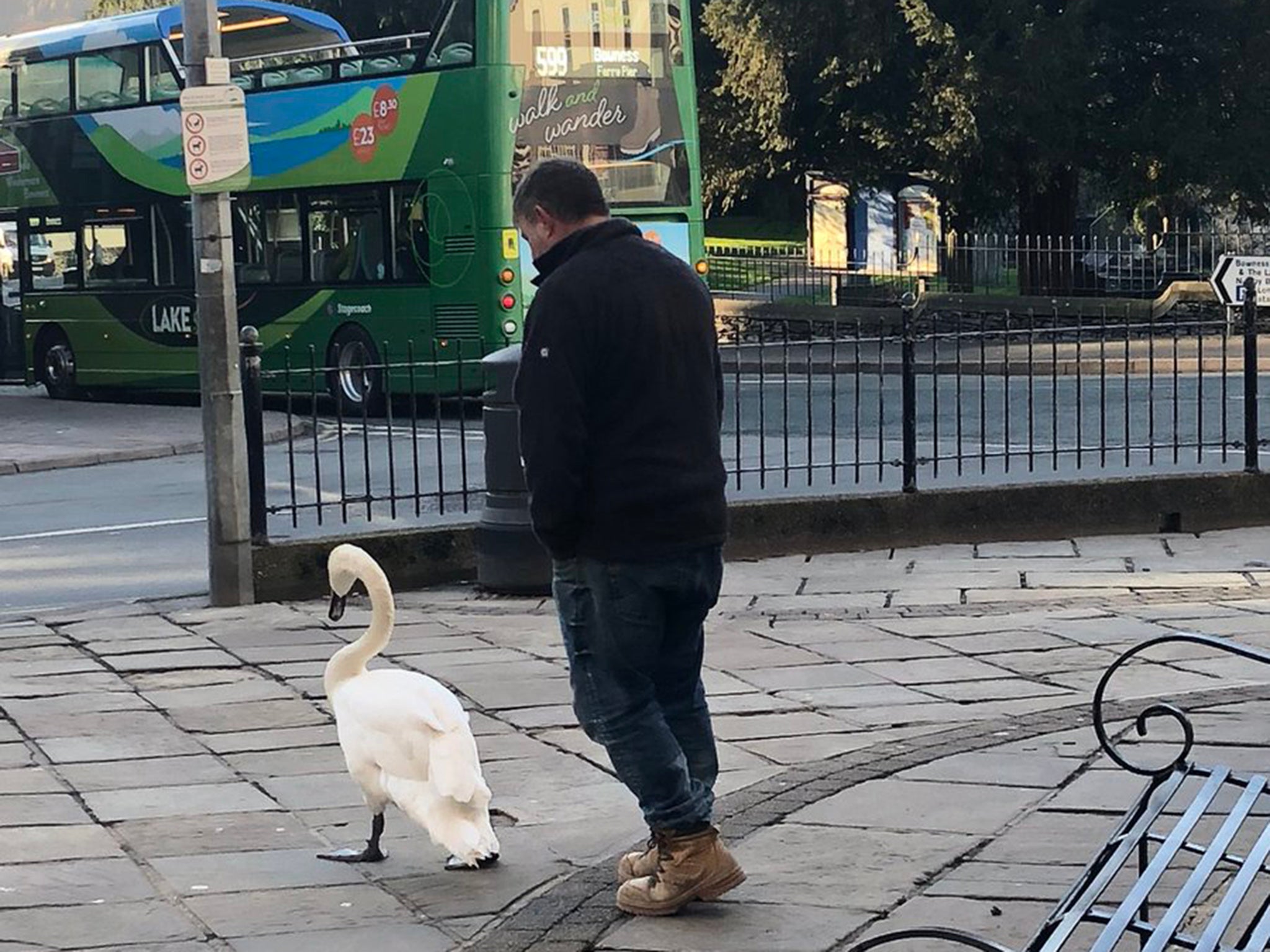 One swan was escorted back to Lake Windermere from Bowness-on-Windermere town centre