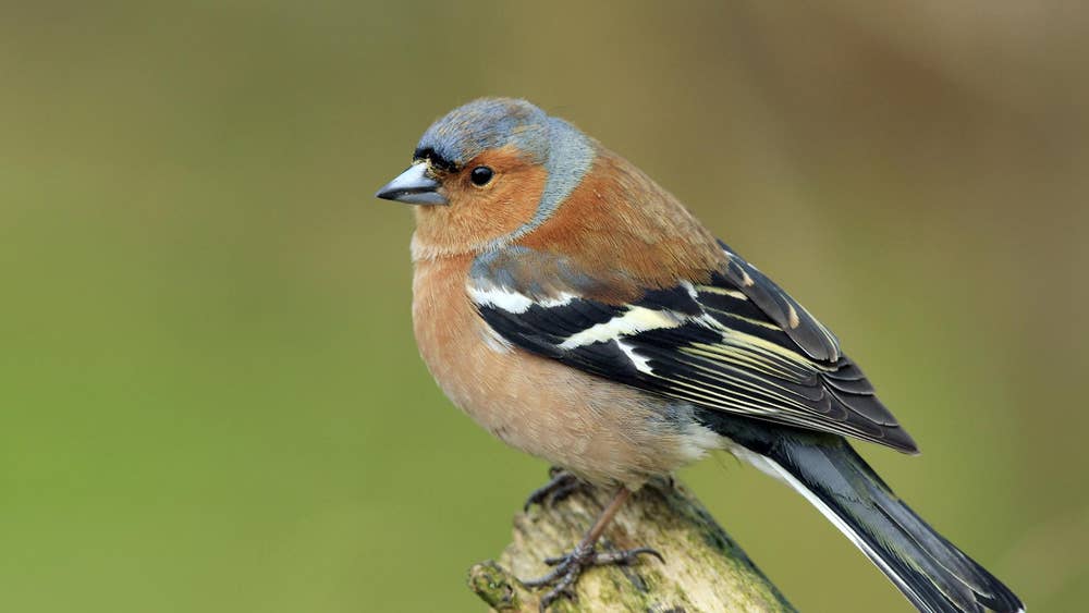 10. Chaffinch