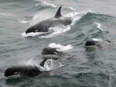Mystery killer whales spotted by scientists ‘likely to be new species’