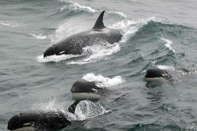 A group of Type D killer whales spotted off South Georgia island in the south Atlantic Ocean in 2011