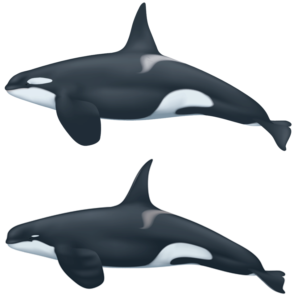 An adult male ‘regular’ killer whale, top, and adult male Type D killer whale, bottom, with a smaller eye patch, more rounded head, and more narrow and pointed dorsal fin.