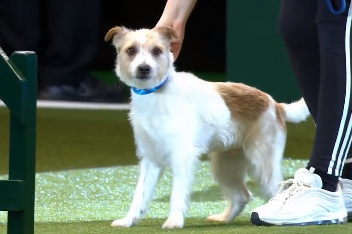 Dog Show Crufts Rescue Dog Date Of Crufts 2019 Crufts Dog Show