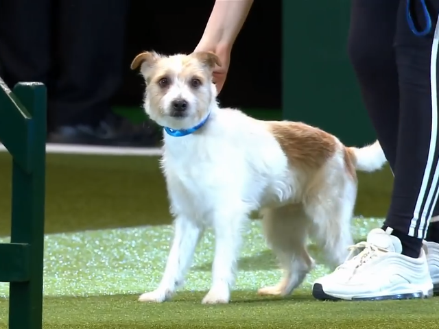 Olly the Jack Russell at Crufts 2019