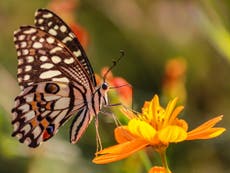 Public urged to take part in butterfly count to reveal impacts of climate crisis
