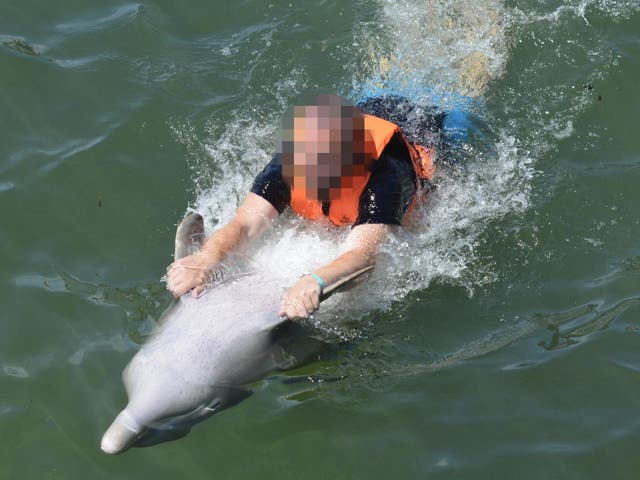 Tourists being pulled by dolphins in Cuba; their money funds the animals' captivity