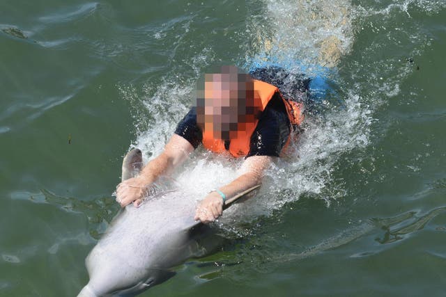 Tourists being pulled by dolphins in Cuba; their money funds the animals' captivity