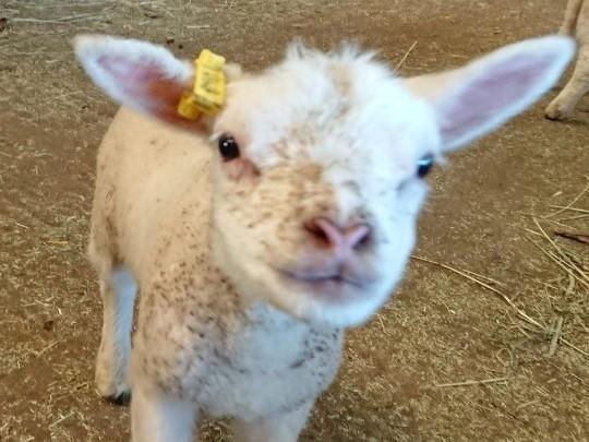 Lamb stolen from Hall Farm in Lincolnshire