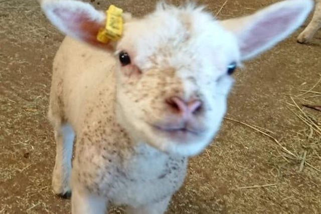 Lamb stolen from Hall Farm in Lincolnshire