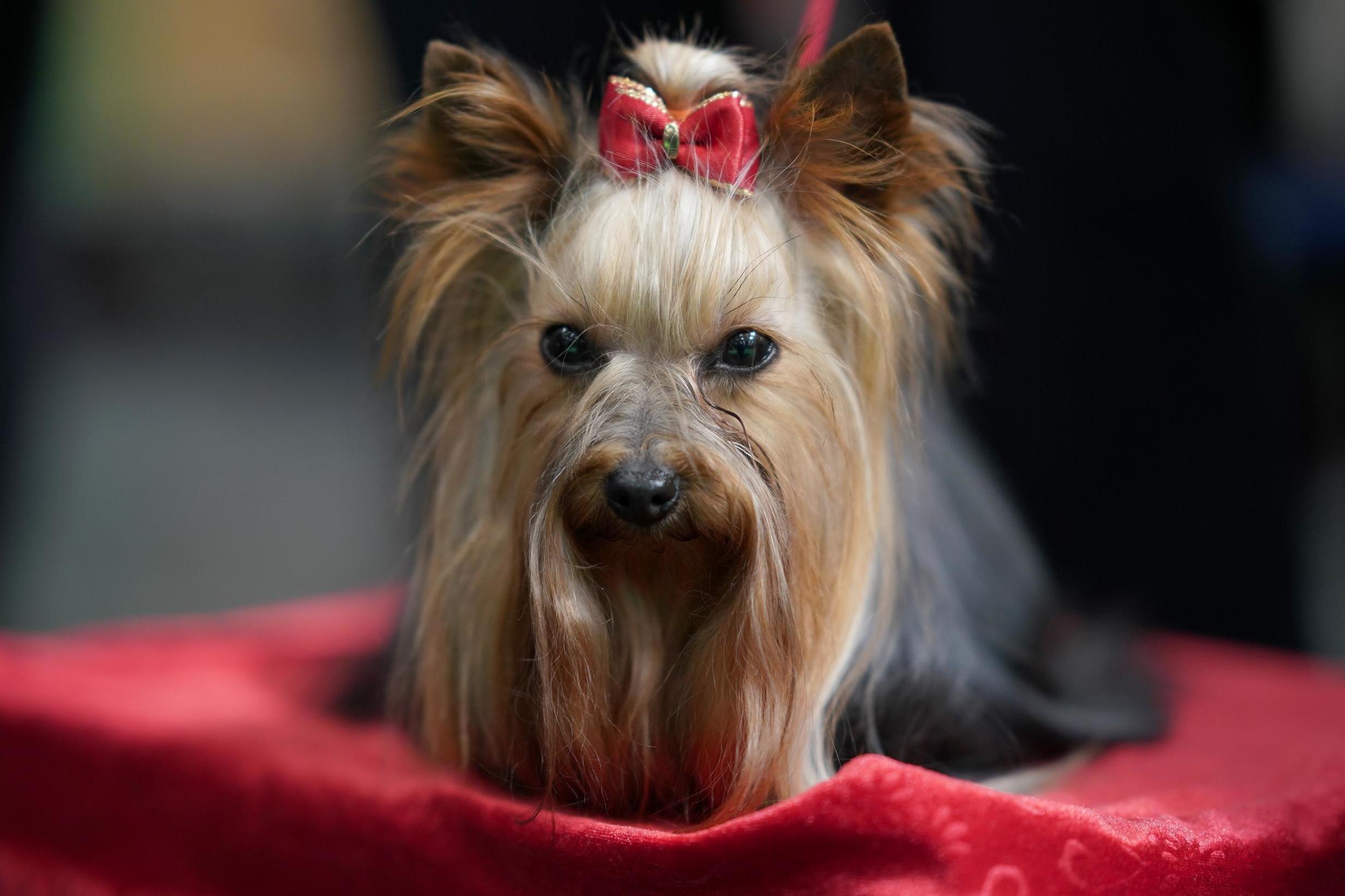 Crufts 2019: Dog owners show their pets watching the competition