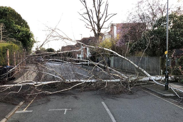 A tree blocks a road in Wimbledon after being blown down by strong winds
