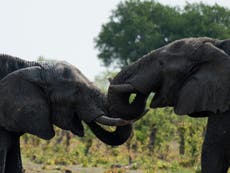 Company of hunter who shot elephants dead swamped by furious reaction 