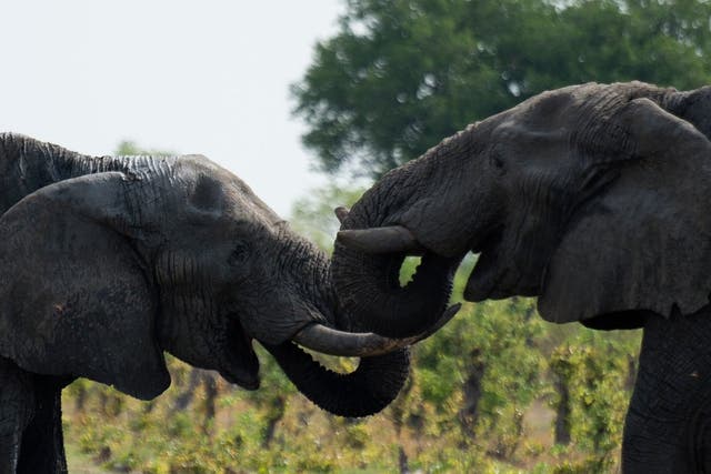 Mike Jines claimed he killed the elephants in self defence, file image