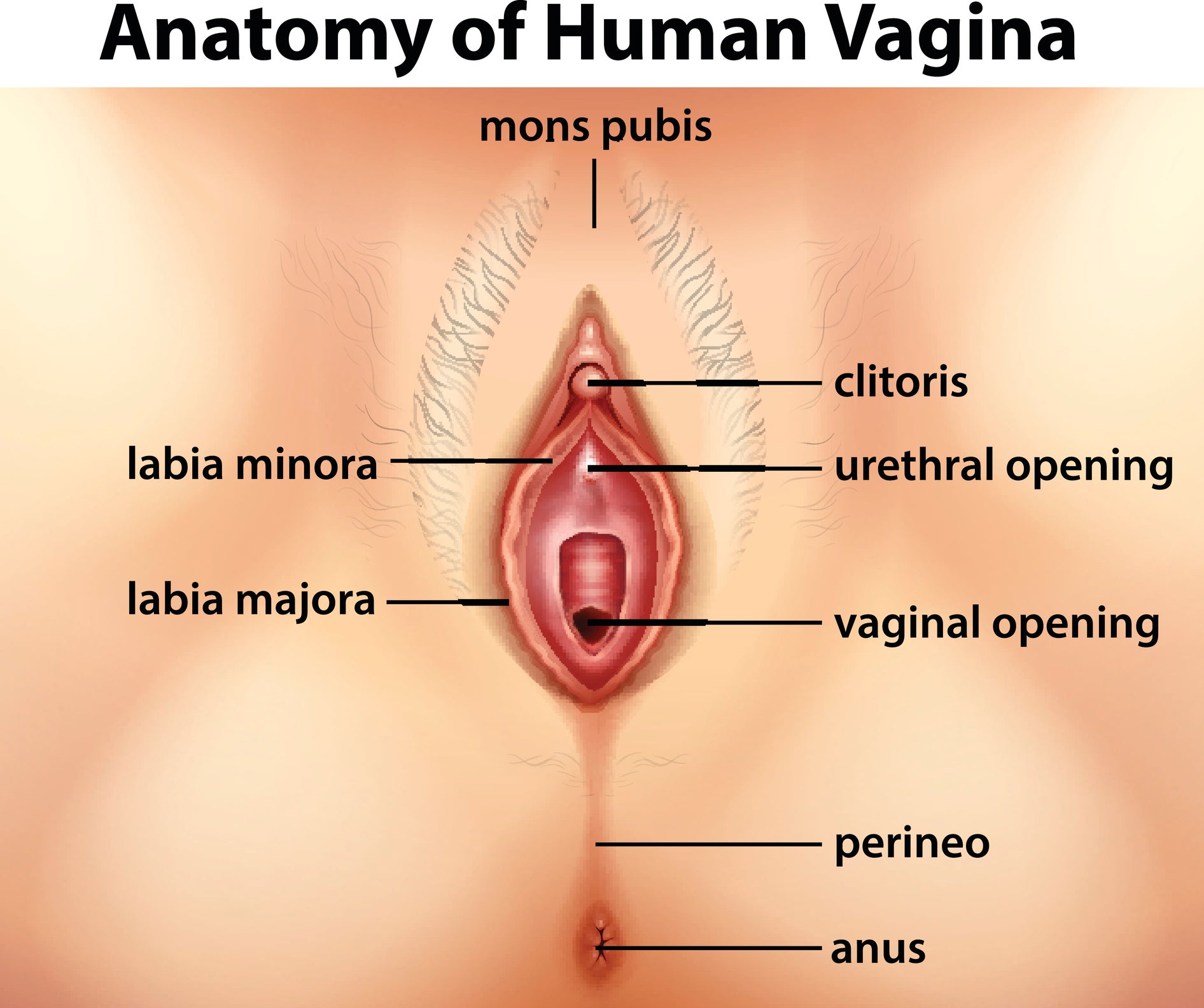 Diagram showing anatomy of human vagina illustration