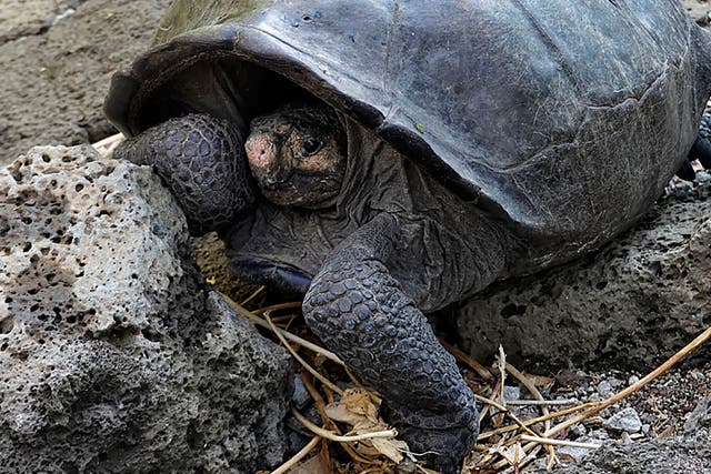 A Fernandina Island Galapagos tortoise was found last month for the first time since 1906